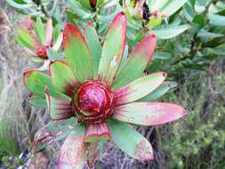 Image de Leucadendron sessile R. Br.