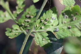 Image of cinnamon woodfern