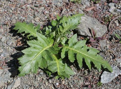 Imagem de Cirsium purpuratum (Maxim.) Matsum.