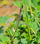 Image of Orange Bluet