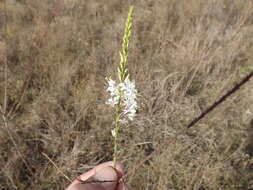 Image of false gaura