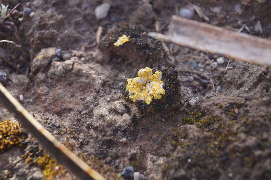 Image of Fulgensia bracteata (Hoffm.) Räsänen