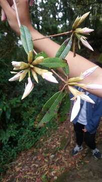 Image of Rhododendron latoucheae Franch.