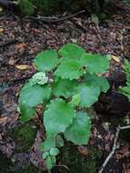 Imagem de Pericallis appendiculata (L. fil.) B. Nord.