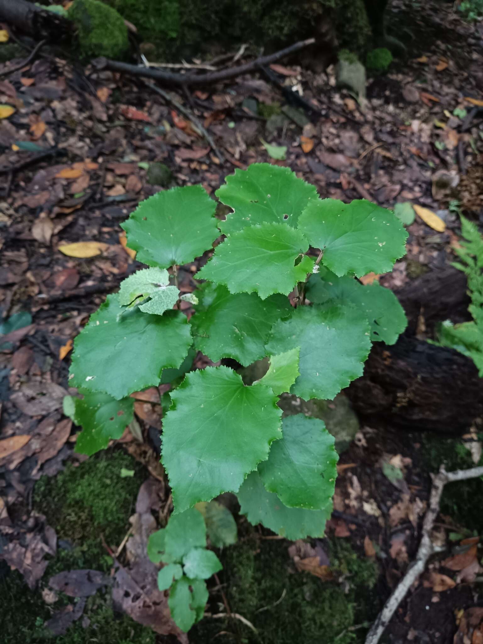 Image de Pericallis appendiculata (L. fil.) B. Nord.