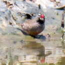 Image of Ortygospiza atricollis digressa Clancey 1958