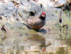 Image of Ortygospiza atricollis digressa Clancey 1958