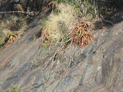 Image of crawling octopus