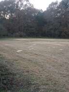 Image of southeastern pocket gopher