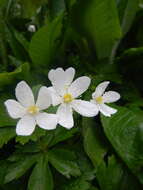 Plancia ëd Anemonastrum baicalense (Turcz.) Mosyakin