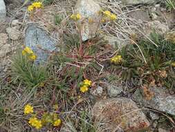 Plancia ëd Ivesia lycopodioides var. scandularis (Rydb.) Ertter & Reveal