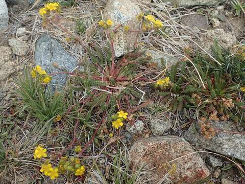 Image de Ivesia lycopodioides var. scandularis (Rydb.) Ertter & Reveal