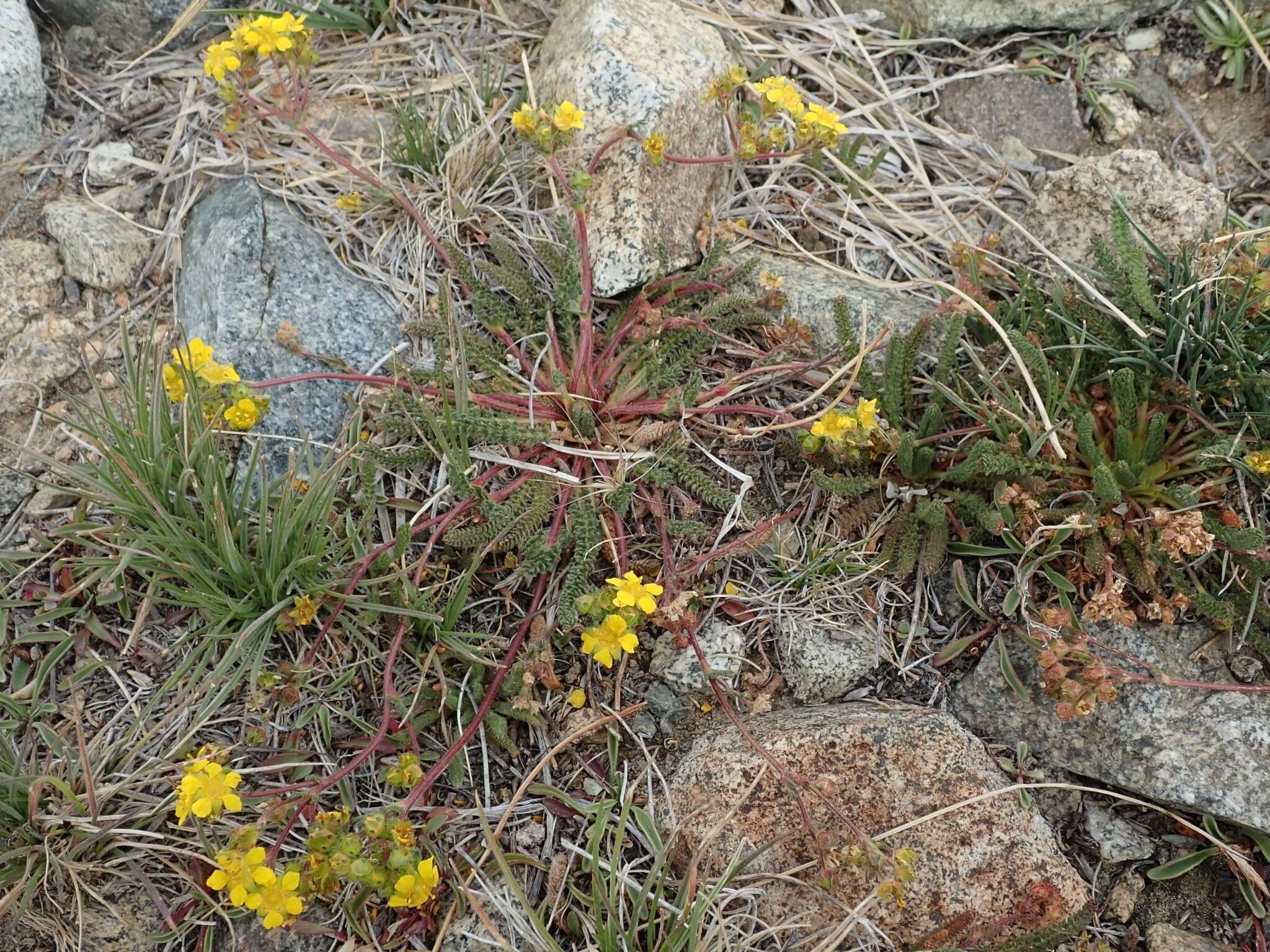 Plancia ëd Ivesia lycopodioides var. scandularis (Rydb.) Ertter & Reveal