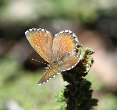 Image of <i>Neolucia agricola</i> (Westwood (1851))