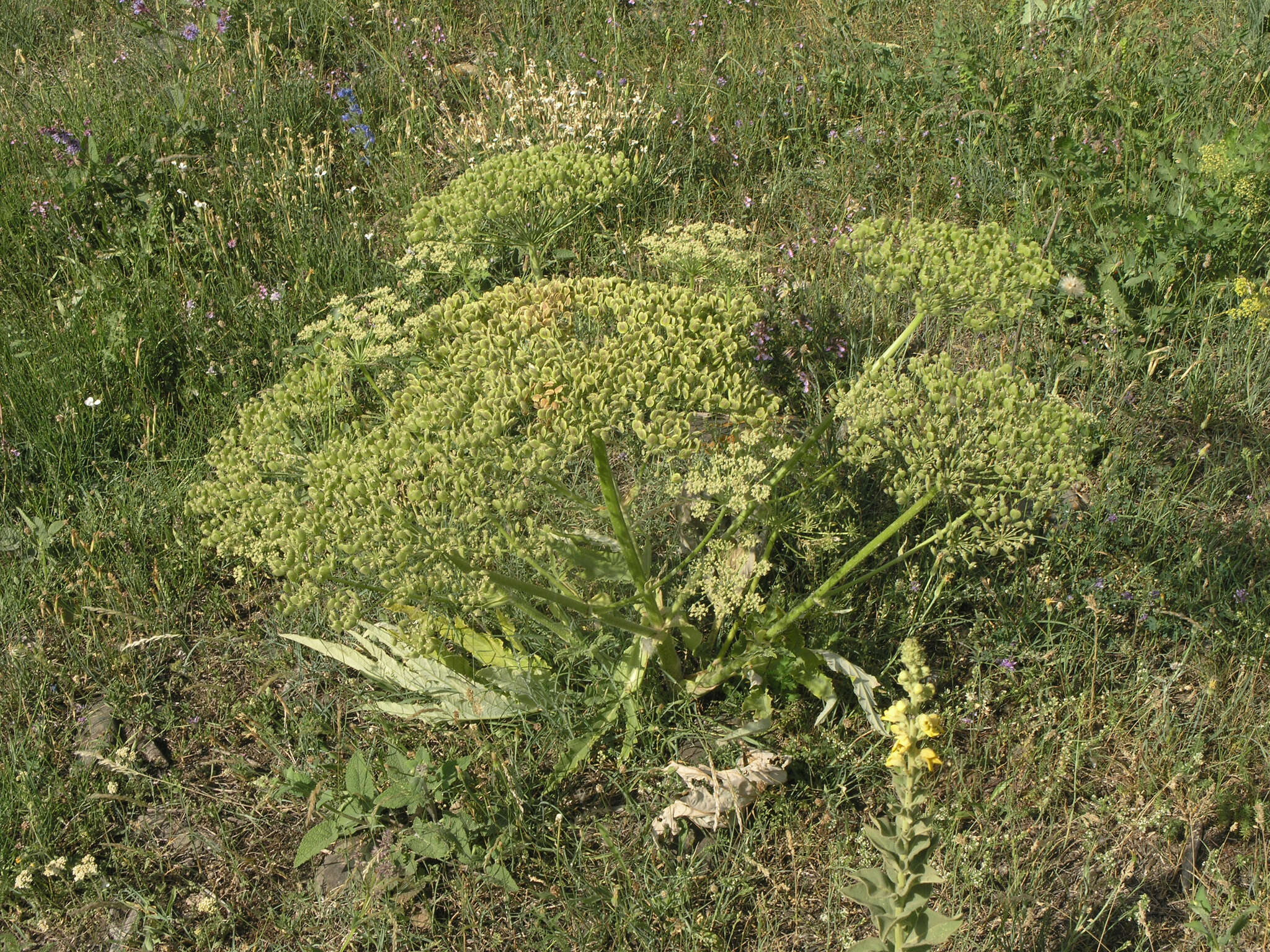 Image of Heracleum grandiflorum Stev. ex Bieb.