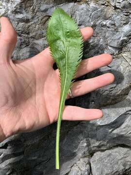 Plancia ëd Packera paupercula var. appalachiana A. M. Mahoney