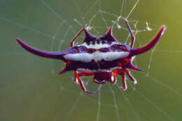 Image of Gasteracantha milvoides Butler 1873