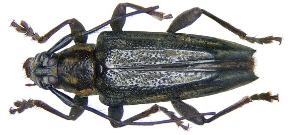 Image of <i>Trigonoptera amboinica</i> Breuning 1968