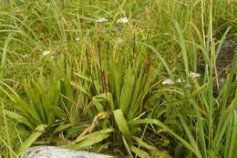 Plantago macrocarpa Cham. & Schltdl. resmi