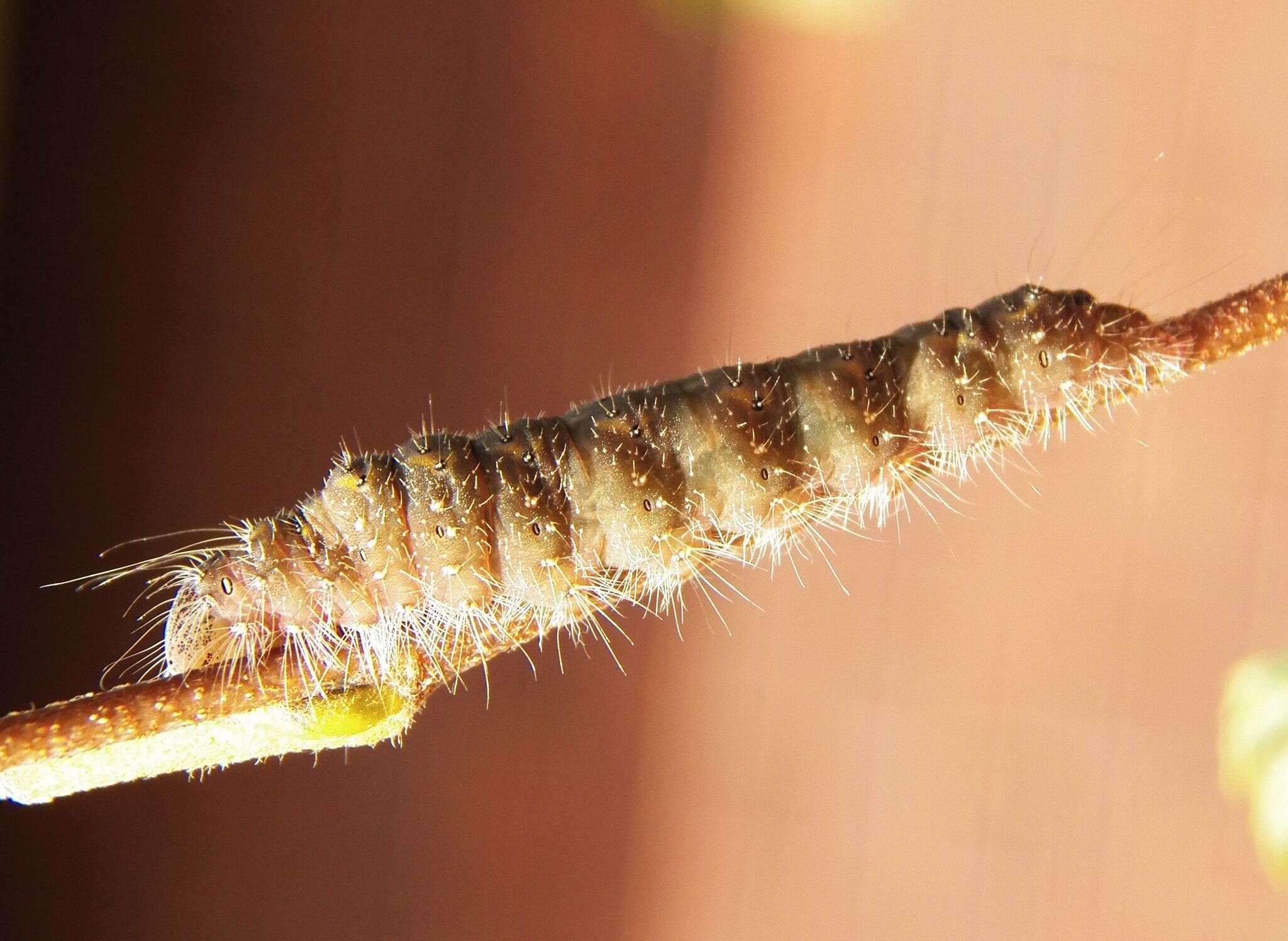 Image of Birch Dagger Moth