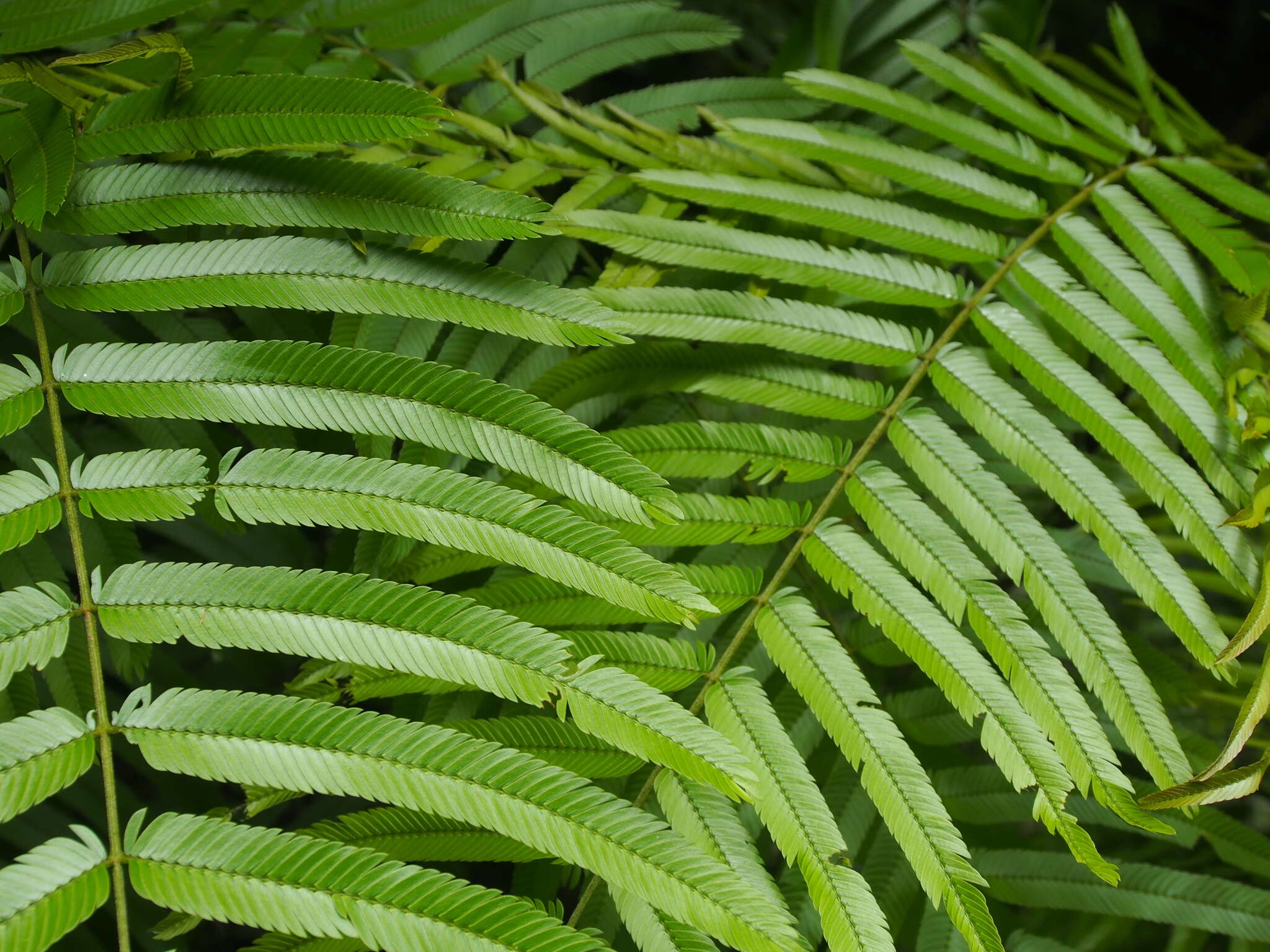 Image of Gavilán Tree