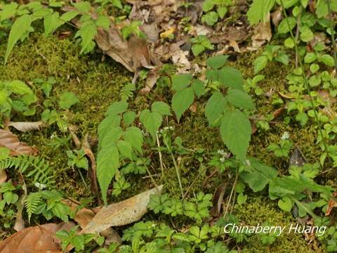 Image of Astilbe longicarpa (Hayata) Hayata