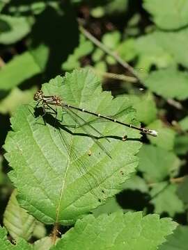 Image of Antiagrion Ris 1904