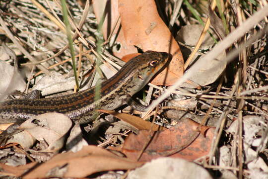 Image of South-western Rock-skink