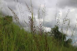 Sivun Sorghum nitidum (Vahl) Pers. kuva