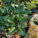 Sivun Berberis pseudoilicifolia Skottsb. kuva