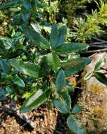 Image of Berberis pseudoilicifolia Skottsb.