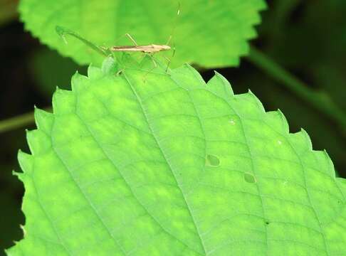 Image of Paraplesius