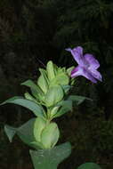 Imagem de Barleria gibsonii Dalz.