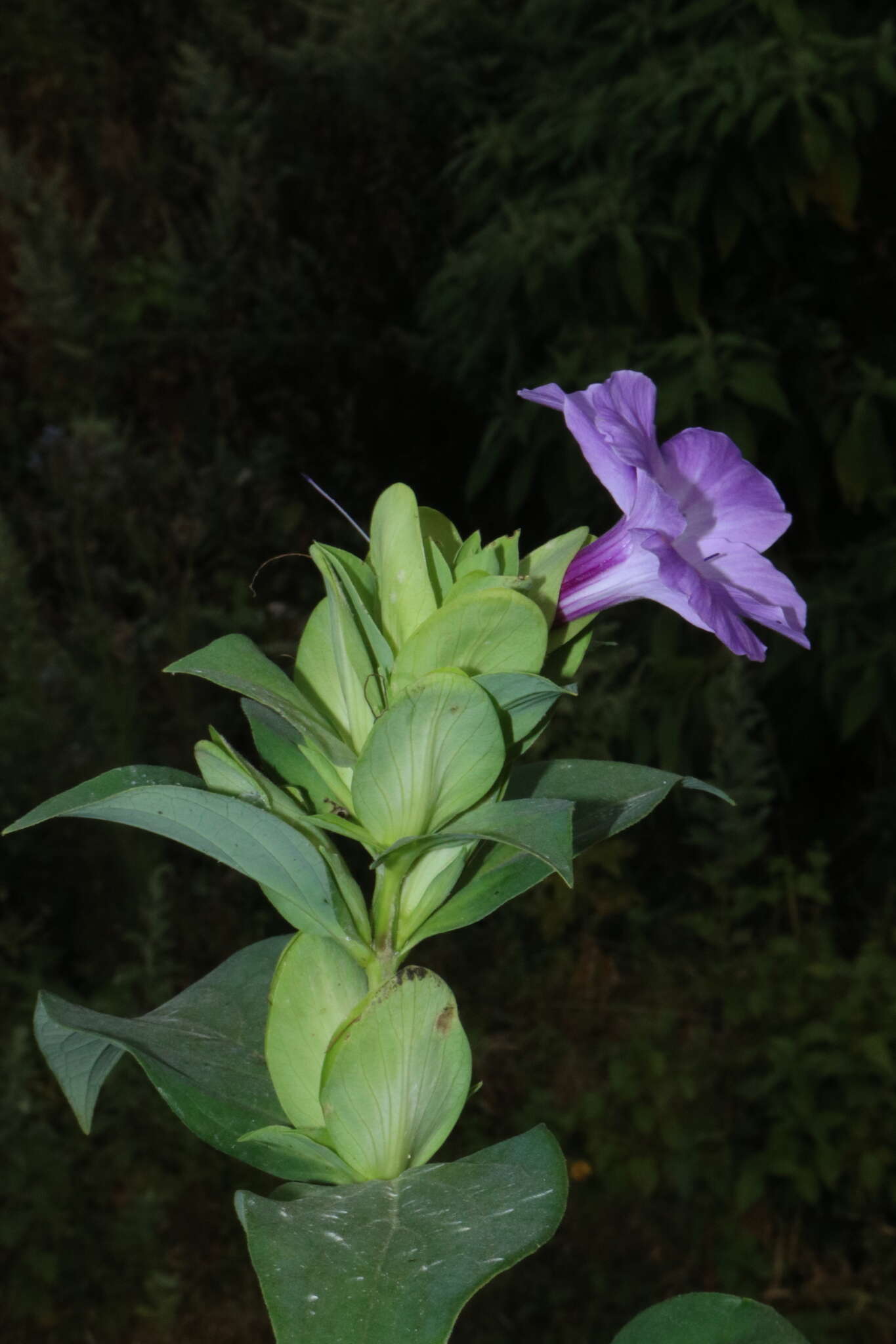 Image of Barleria gibsonii Dalz.