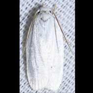 صورة <i>Antaeotricha albulella</i>