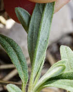 Image of Helianthemum canum (L.) Baumg.