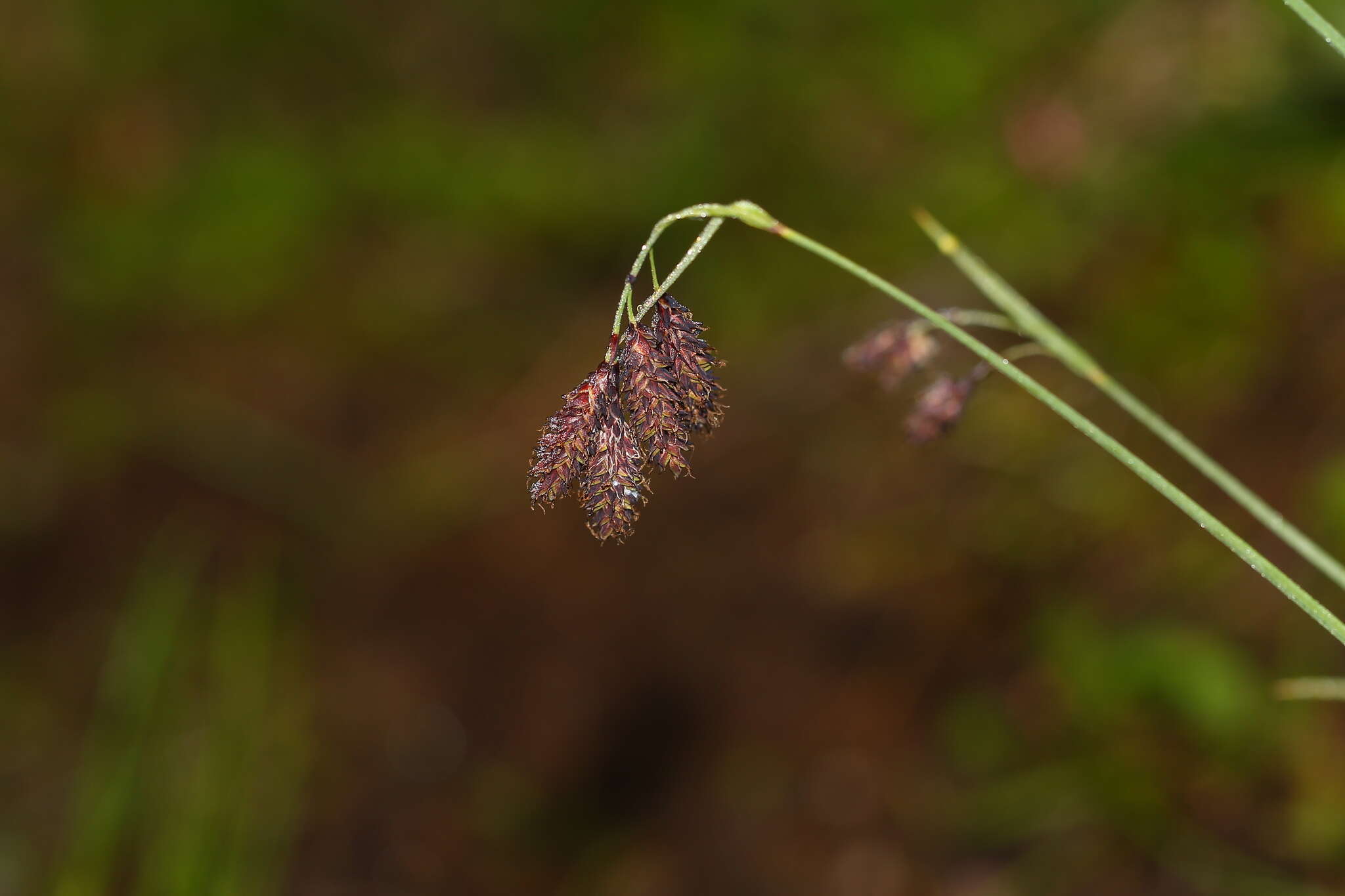 Image of scrabrous black sedge