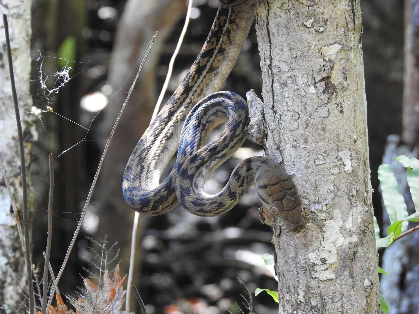 Image of Australischer Amethystpython