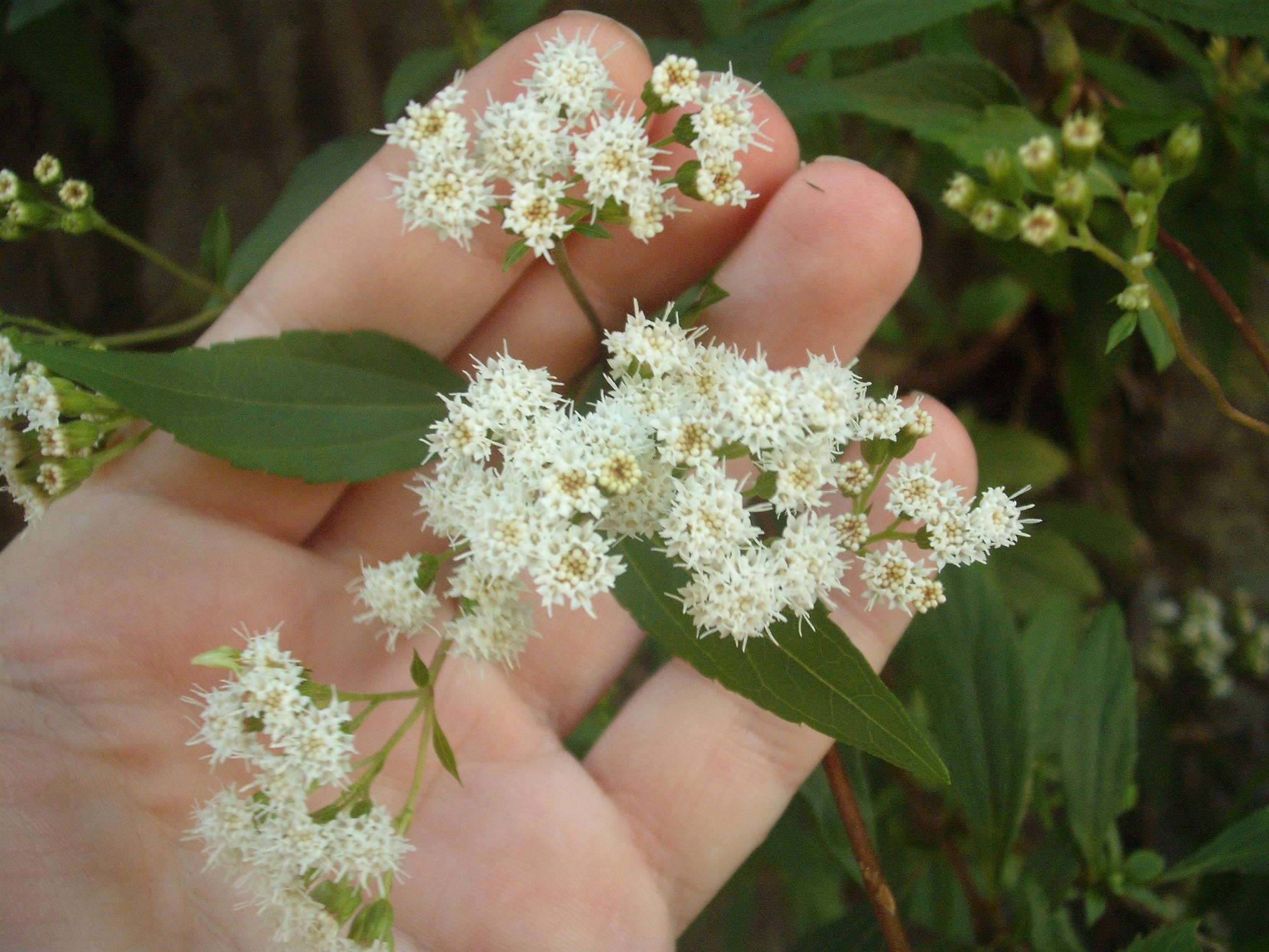Image of spreading snakeroot