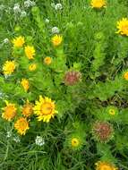 Image of Grindelia inuloides Willd.