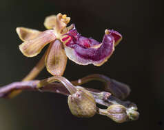 Image of Cottonia peduncularis (Lindl.) Rchb. fil.