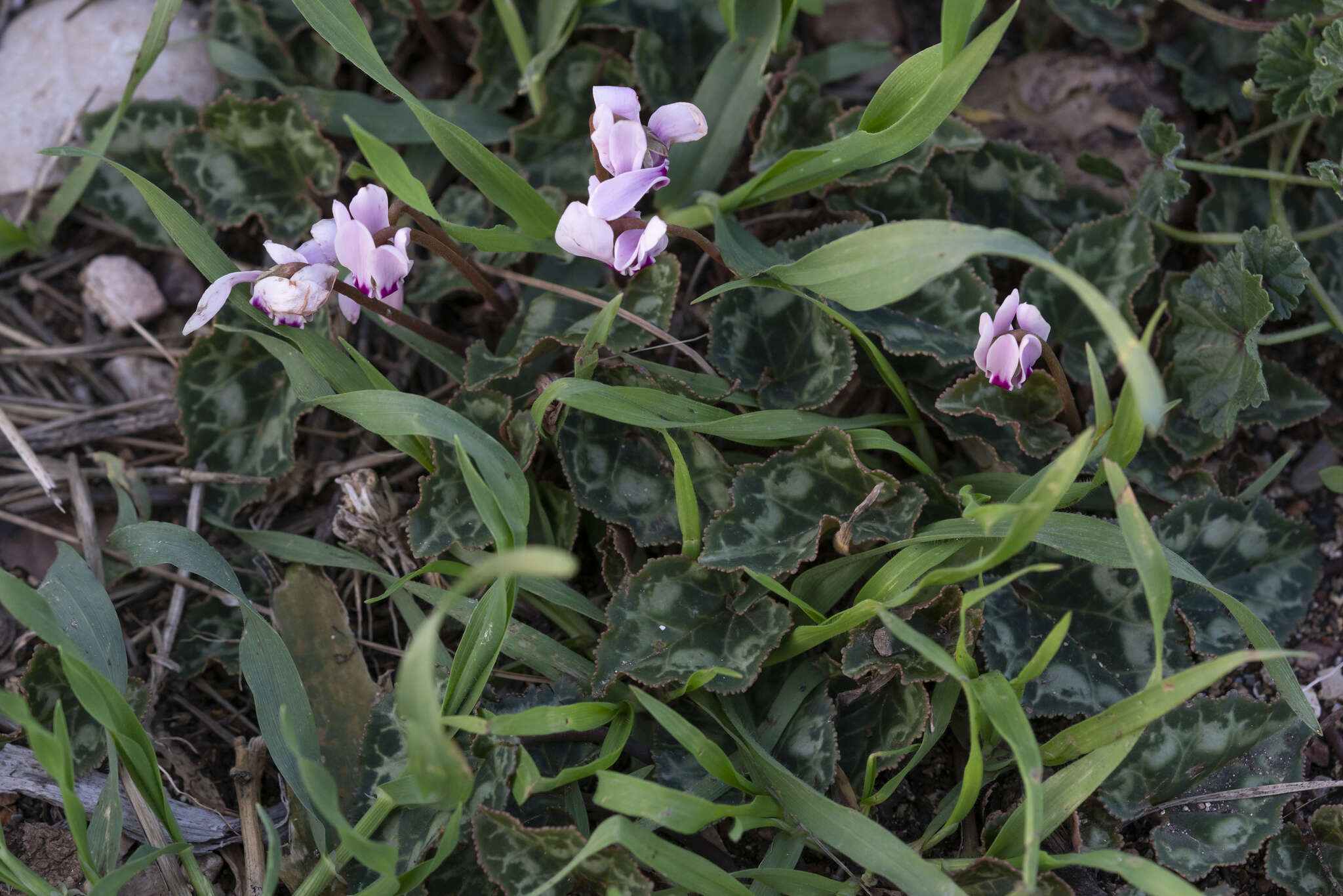 Image of Cyclamen graecum subsp. anatolicum J. H. Ietswaart