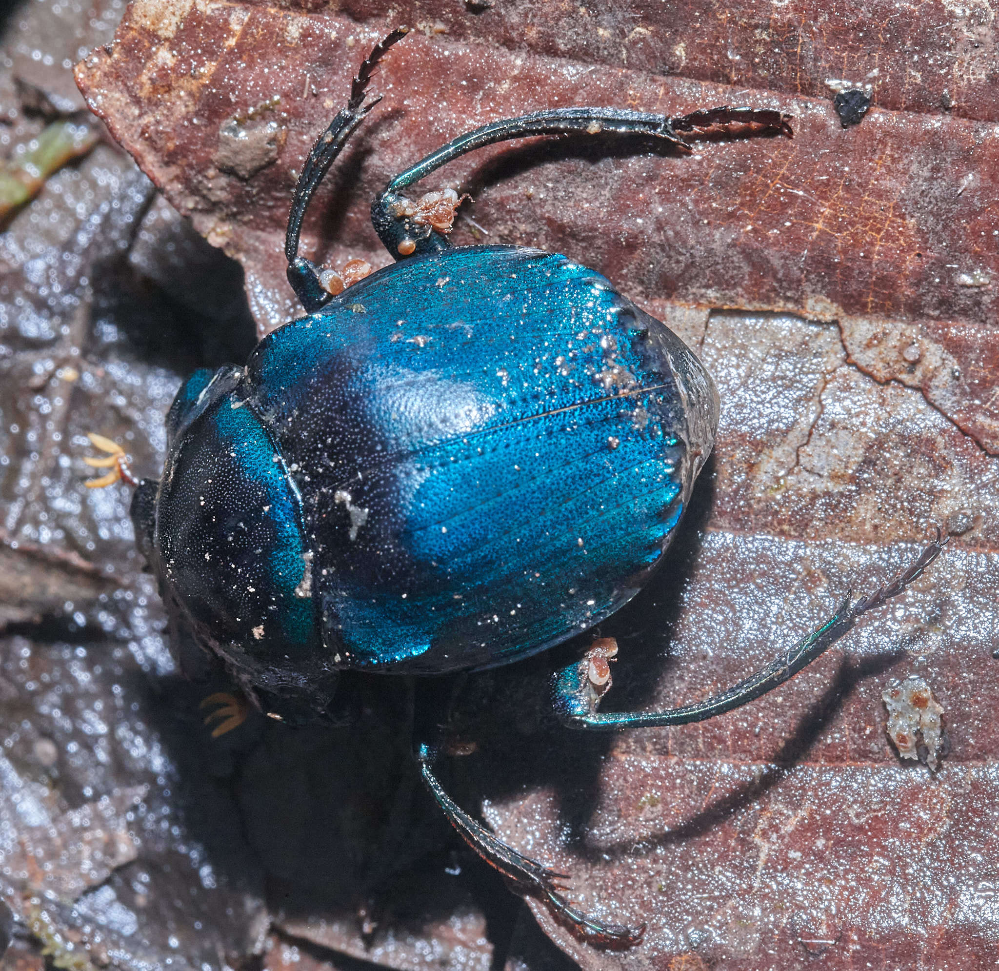 Image of Deltochilum (Calhyboma) mexicanum Burmeister 1848