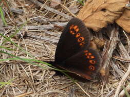 Image of Almond-eyed Ringlet