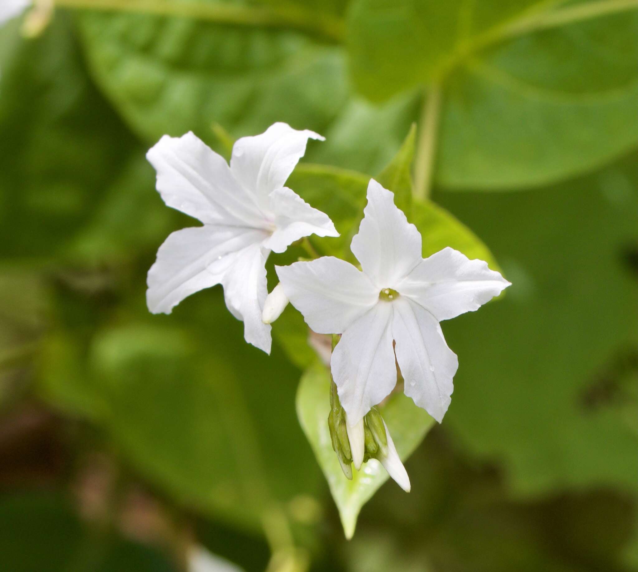 Image of Dinetus malabaricus (C. B. Cl.) Staples