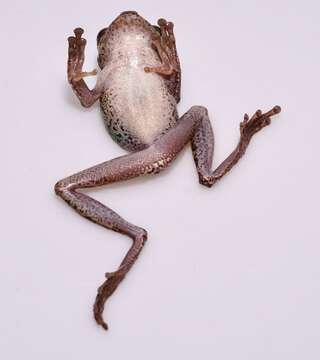 Image of Helena's slender-legged tree frog