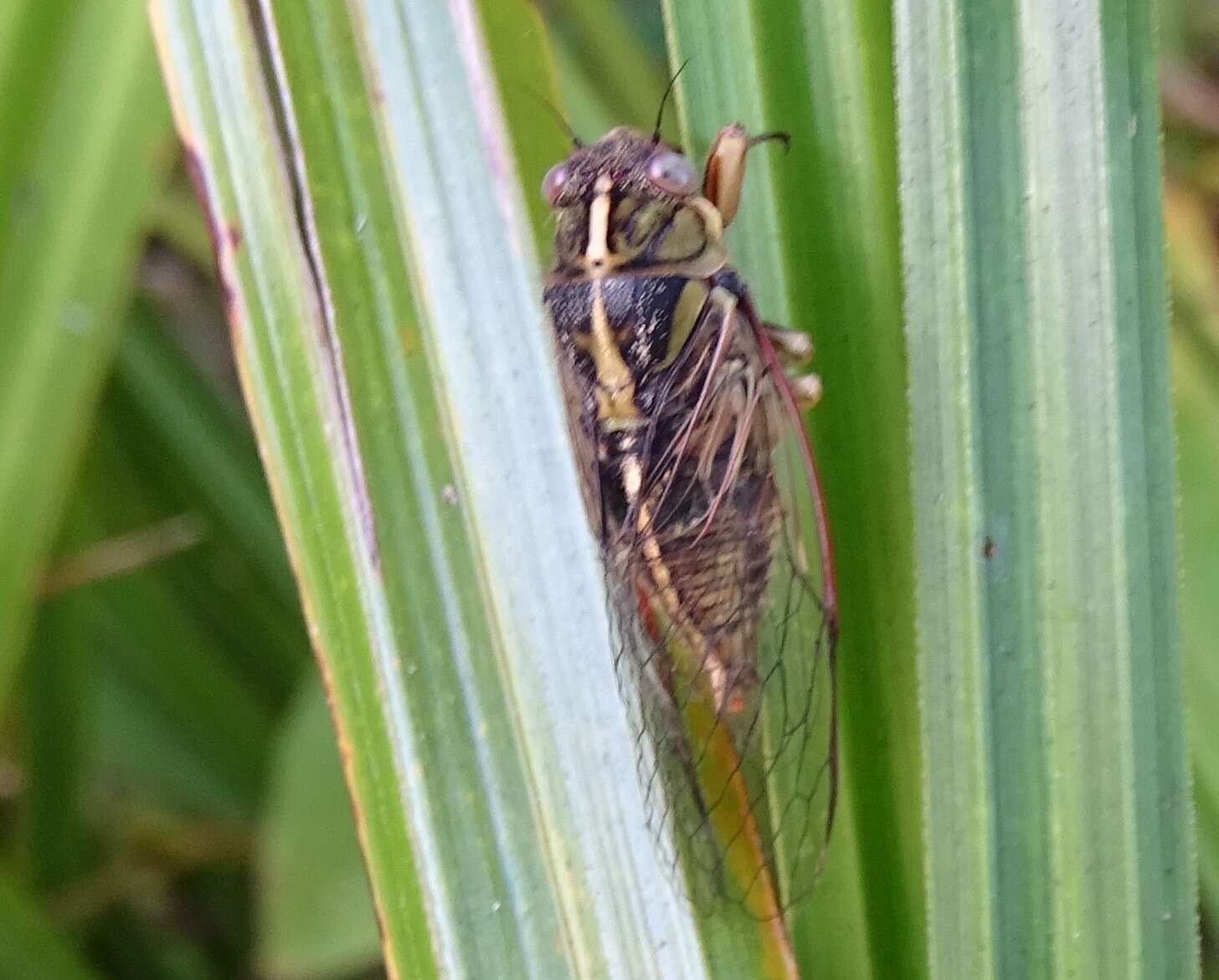 Image of variable cicada