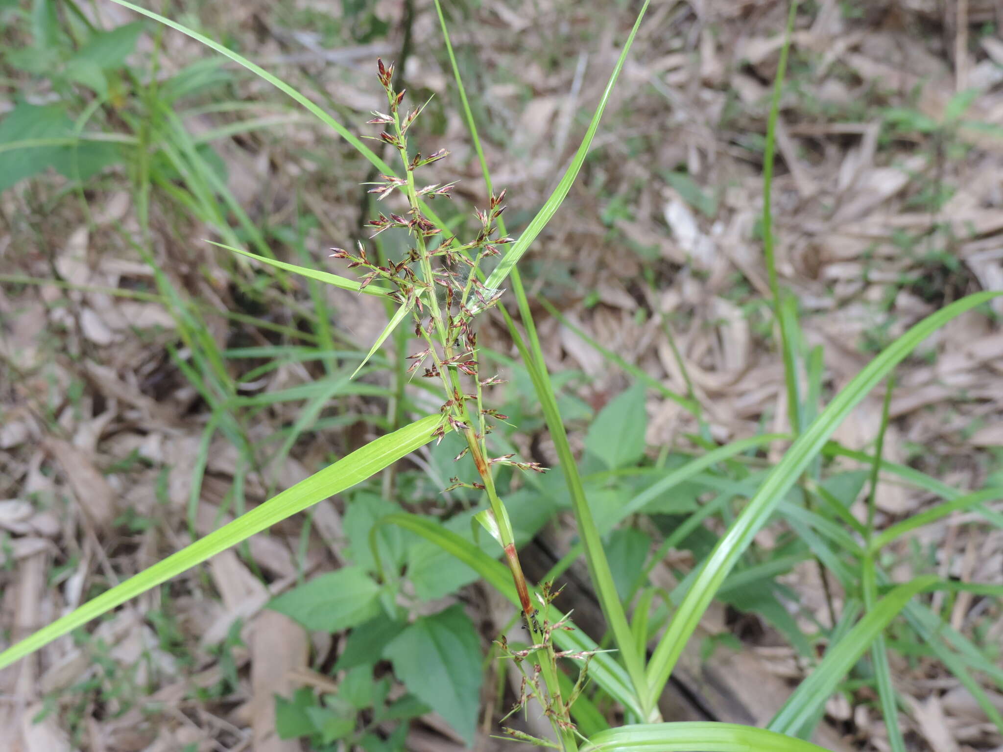 Image of Scleria terrestris (L.) Fassett