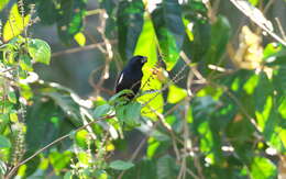 Image of Cuban Bullfinch