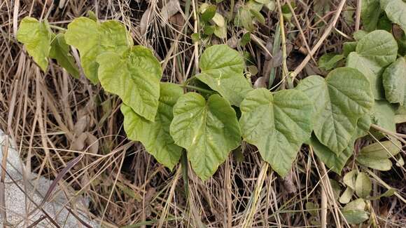 Image of Passiflora vesicaria var. vesicaria